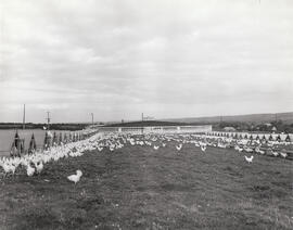 Nova Scotia Federation of Agriculture